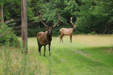 Magnificent Elk Bull in Velvet Antlers Benezette PA Elk County Country 