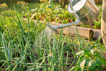 Close-up of watering can in hands watering green onion plants