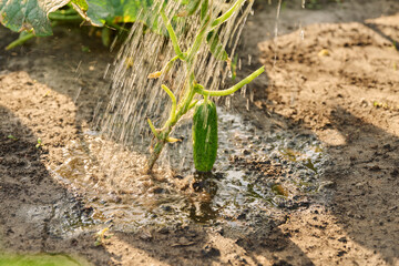 Close-up of watering cucumber plant in garden bed
