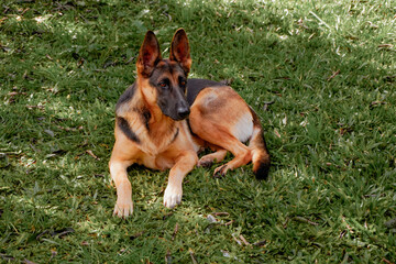 female german shepherd dog
