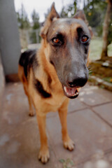 female german shepherd dog