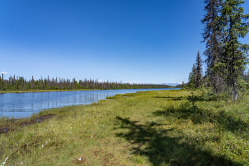 Picea mariana, the black spruce, is a North American species of spruce tree in the pine family. George Parks Highway, Alaska

