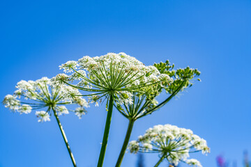 Heracleum maximum, cow parsnip, is the only member of the genus Heracleum native to North America....