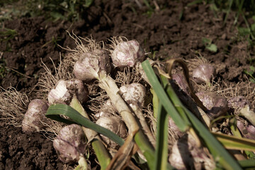 Dug up garlic with roots and stem in the bed to dry.