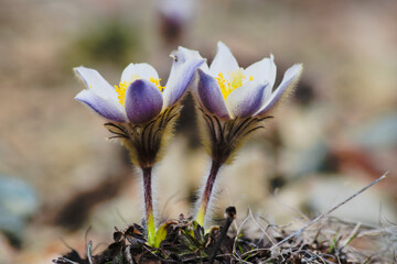 Pulsatilla vernalis commony known as Spring pasqueflower 