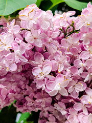 Bright lilac