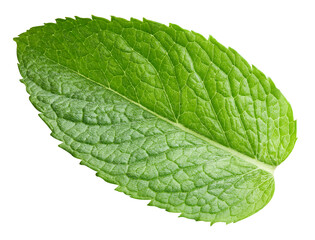 Obraz premium Mint leaves isolated on white. Spearmint leaves clipping path. Mint macro studio photo
