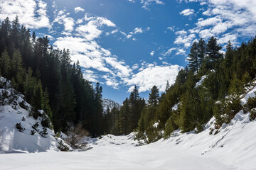 Spruce forest in winter sunny day. A forested gorge between Todorka and Vihren peaks near Bansko,...