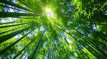   The top of a tall bamboo tree, illuminated by the sun's rays filtering through the foliage