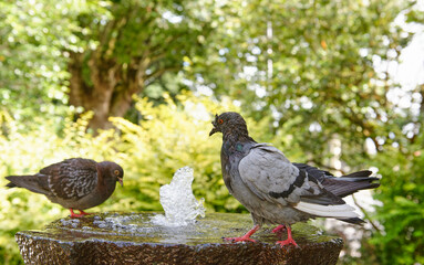 City pigeons bathing in a park fountain