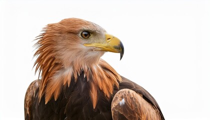 portrait of a eagle