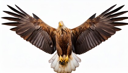 bald eagle in flight