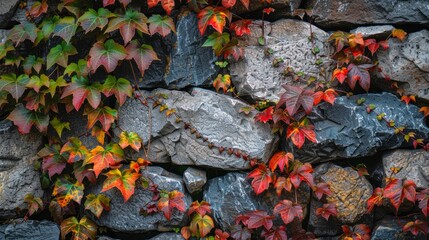 Close-up of an old stone wall with colorful autumn ivy growing over it. 