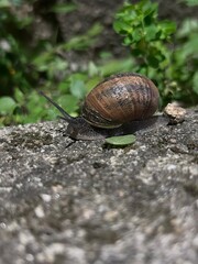 snail