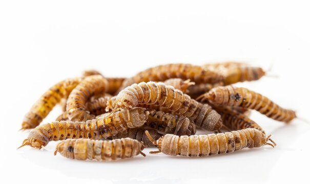 Dried or frozen mealworm larvae stack on white backdrop with copy space image, suitable as feed for pets and birds.