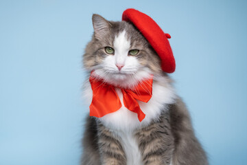 A cute grey cat sits on a blue background wearing a red beret. Homely fluffy kitten in red bow.