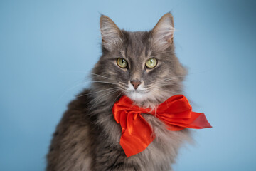 A cute grey cat sits on a blue background wearing a red beret. Homely fluffy kitten in red bow.