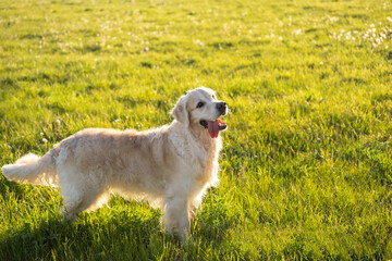 A cute dog sits on the green grass. Golden Retriever playing on the lawn on a sunny day.