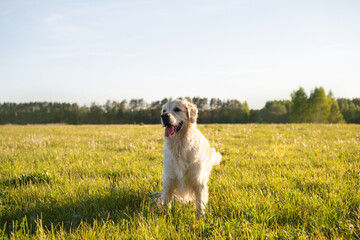 A cute dog sits on the green grass. Golden Retriever playing on the lawn on a sunny day.