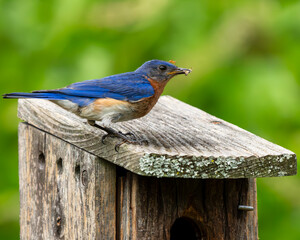 Eastern bluebird feeding young in a birdhouse