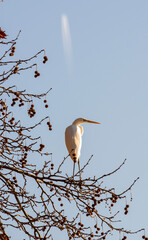 Obraz premium great blue heron ardea cinerea