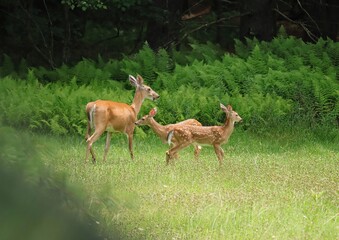 White-tailed deer fawn and doe mother 