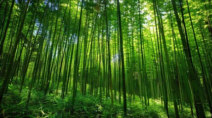   A verdant forest brims with towering, slender bamboo trees adorned with lush green foliage on their crowns