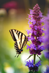 Western Tiger Swallowtail on Salvia