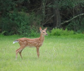 Adorable White-tailed Deer Fawn 