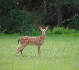 Adorable White-tailed Deer Fawn 