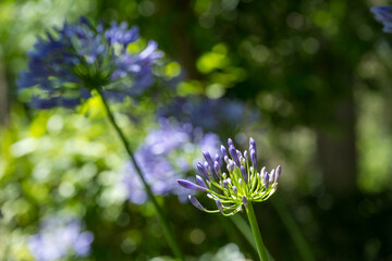 Close-up of purple flowers blooming in a lush garden under bright sunlight.
