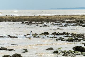 Solitary seagull on sea rocks with waves crashing in serene coastal setting.