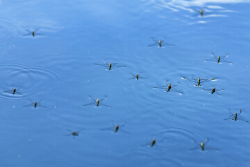 delicate ecosystem where water striders glide effortlessly on the surface of the water, showcasing nature's harmony and the beauty of fluid dynamics in motion