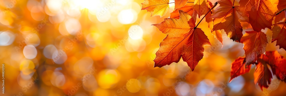 Poster a close up of a tree with leaves in the fall colors