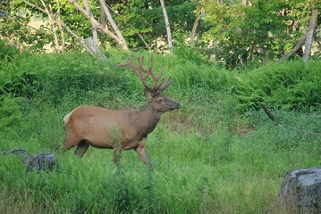 Majestic Powerful Elk Bull Velvet Antlers