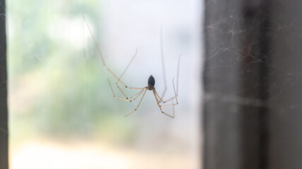 Small spider with long legs close-up. Small house spider. Pholcus phalangioides