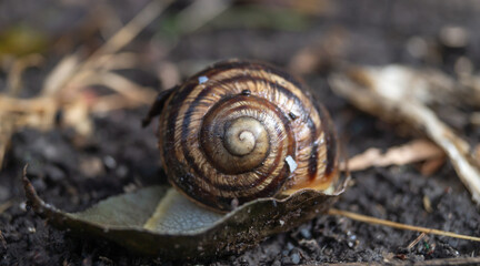 A snail with a striped shell. Close-up of a snail crawling on wet ground