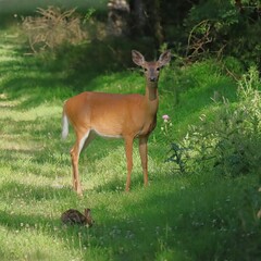 Enchanted Moment Deer Cades Cove Quiet Beauty 
