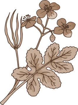 Chelidonium herb drawing. Medical plant botanical illustration