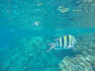 Indo-Pacific sergeant (Abudefduf vaigiensis) is a species of damselfish in the family Pomacentridae above coral reef in Red sea Egypt