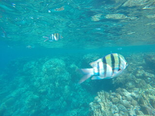 Indo-Pacific sergeant (Abudefduf vaigiensis) is a species of damselfish in the family Pomacentridae above coral reef in Red sea Egypt