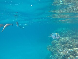 Indo-Pacific sergeant (Abudefduf vaigiensis) is a species of damselfish in the family Pomacentridae above coral reef in Red sea Egypt