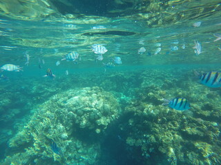 Obraz premium Indo-Pacific sergeant (Abudefduf vaigiensis) is a species of damselfish in the family Pomacentridae above coral reef in Red sea Egypt