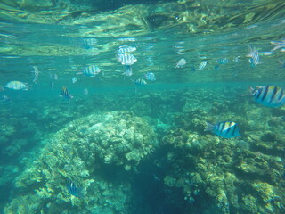  Indo-Pacific sergeant (Abudefduf vaigiensis) is a species of damselfish in the family Pomacentridae above coral reef in Red sea Egypt