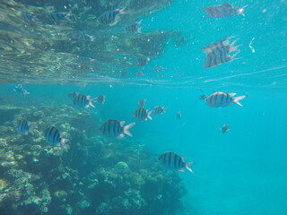 Fototapeta premium Indo-Pacific sergeant (Abudefduf vaigiensis) is a species of damselfish in the family Pomacentridae above coral reef in Red sea Egypt