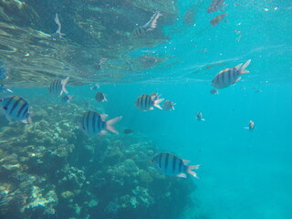  Indo-Pacific sergeant (Abudefduf vaigiensis) is a species of damselfish in the family Pomacentridae above coral reef in Red sea Egypt