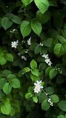 white flowers jasmine