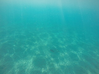  Himantura uarnak covered in sand reticulate whipray or honeycomb stingray is a species of stingray in the family Dasyatidae. It inhabits coastal waters in the western Indian Ocean including Red Sea