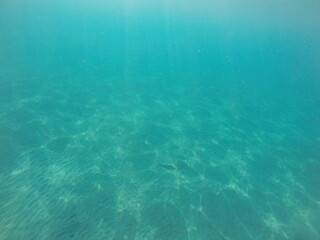  Himantura uarnak covered in sand reticulate whipray or honeycomb stingray is a species of stingray in the family Dasyatidae. It inhabits coastal waters in the western Indian Ocean including Red Sea