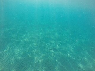  Himantura uarnak covered in sand reticulate whipray or honeycomb stingray is a species of stingray in the family Dasyatidae. It inhabits coastal waters in the western Indian Ocean including Red Sea